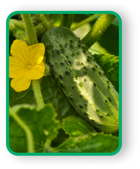 Зображення багато огірків